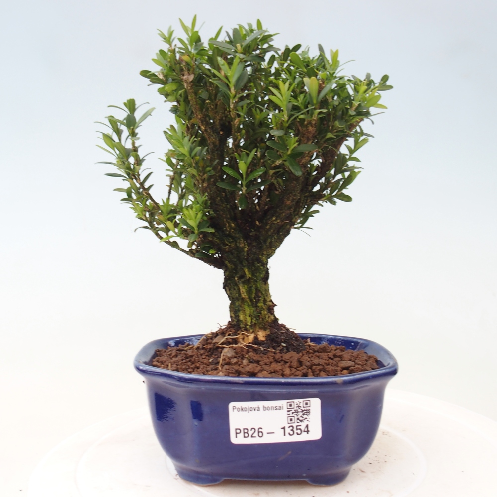 Kamerbonsai - Buxus harlandii - kurk buxus