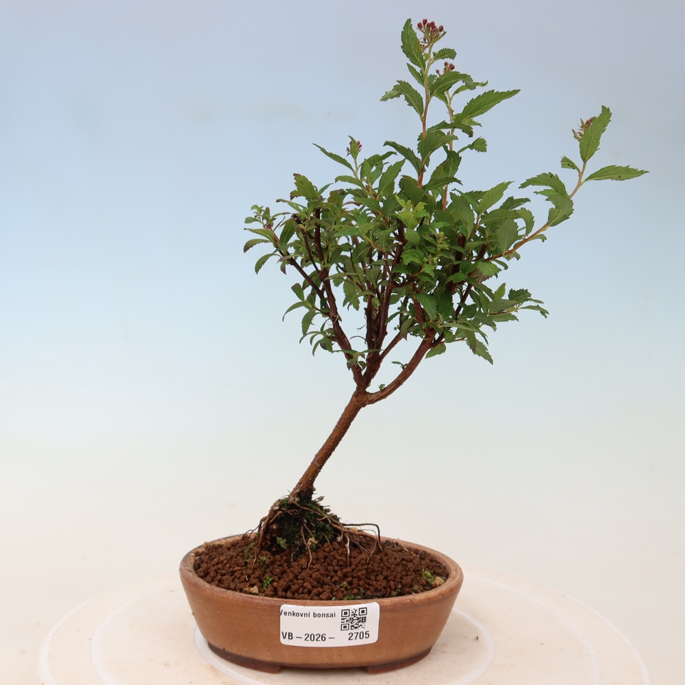 Bonsai voor buiten – Japanse spirea – Spirea japonica Anthony Waterer