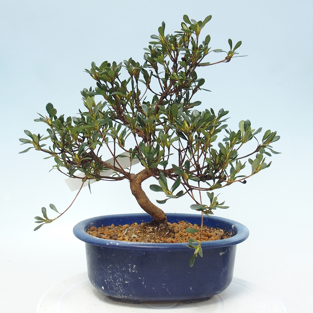 Bonsai voor buiten - Japanse Azalea - Azalea Benibeni