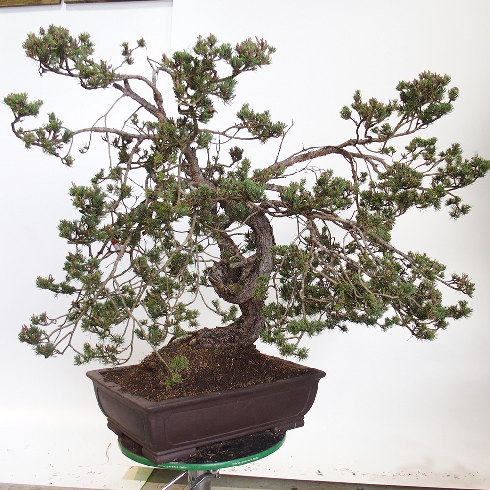 Yamadori - Pinus sylvestris Spanje