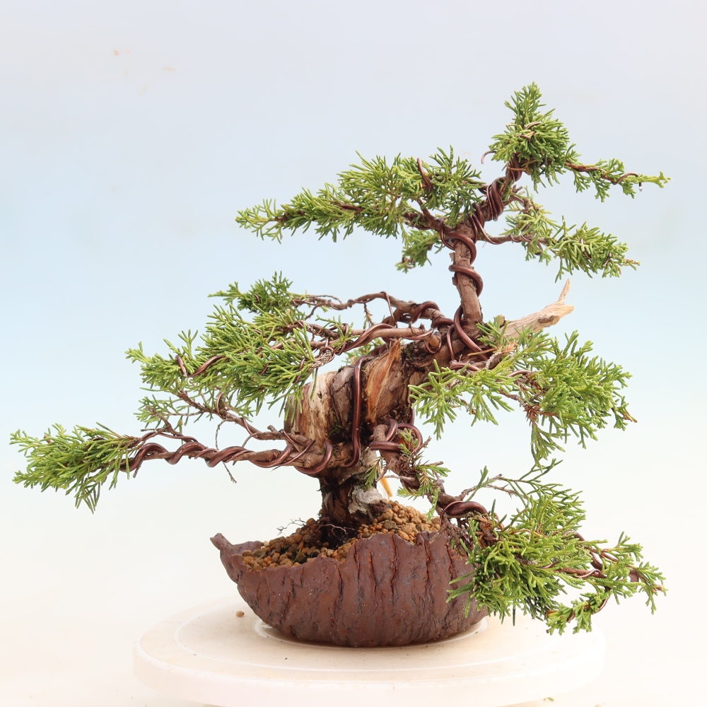 Bonsai voor buiten - Juniperus chinensis Itoigawa-Juniperus chinensis