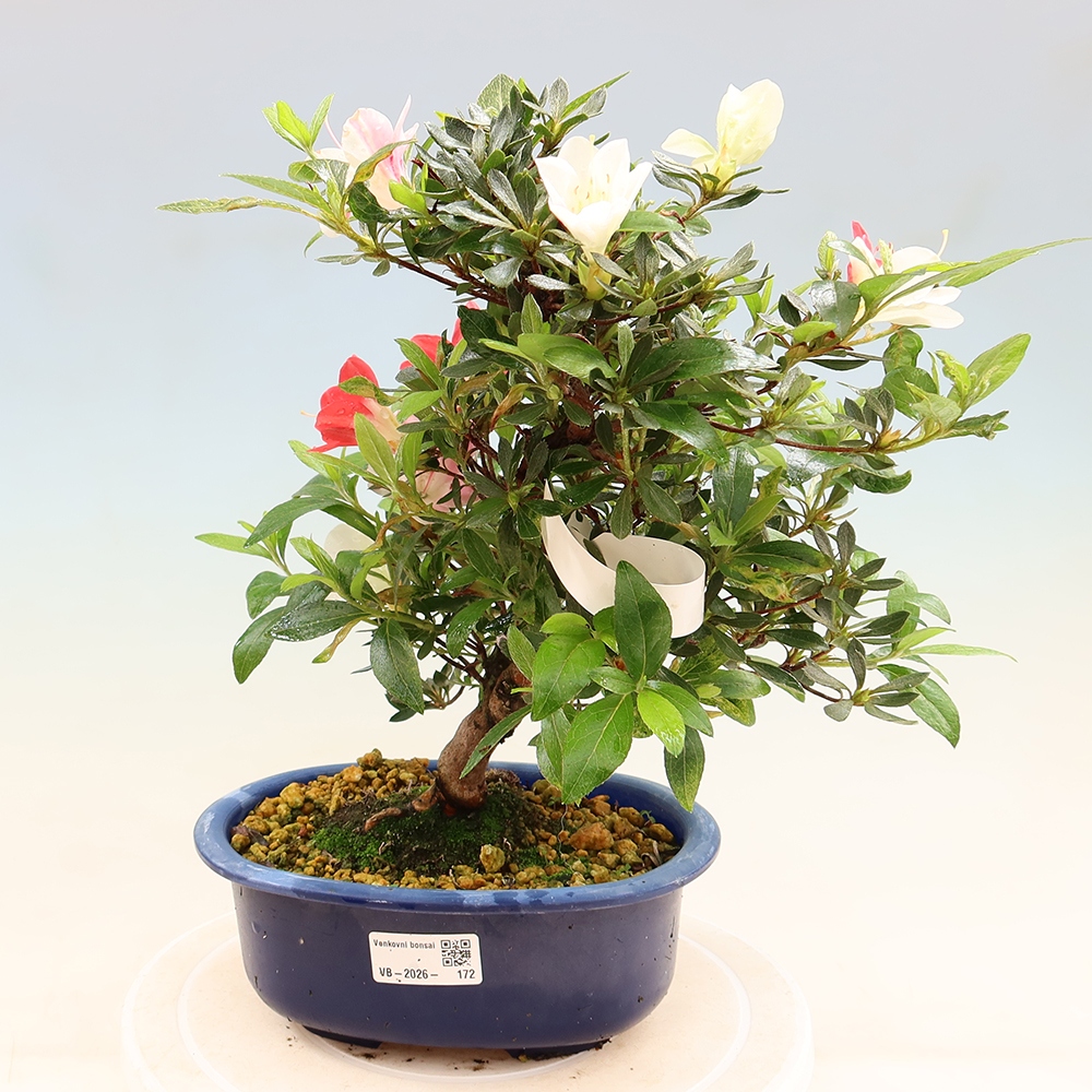 Bonsai voor buiten - Japanse azalea - Azalea CHIHIRO