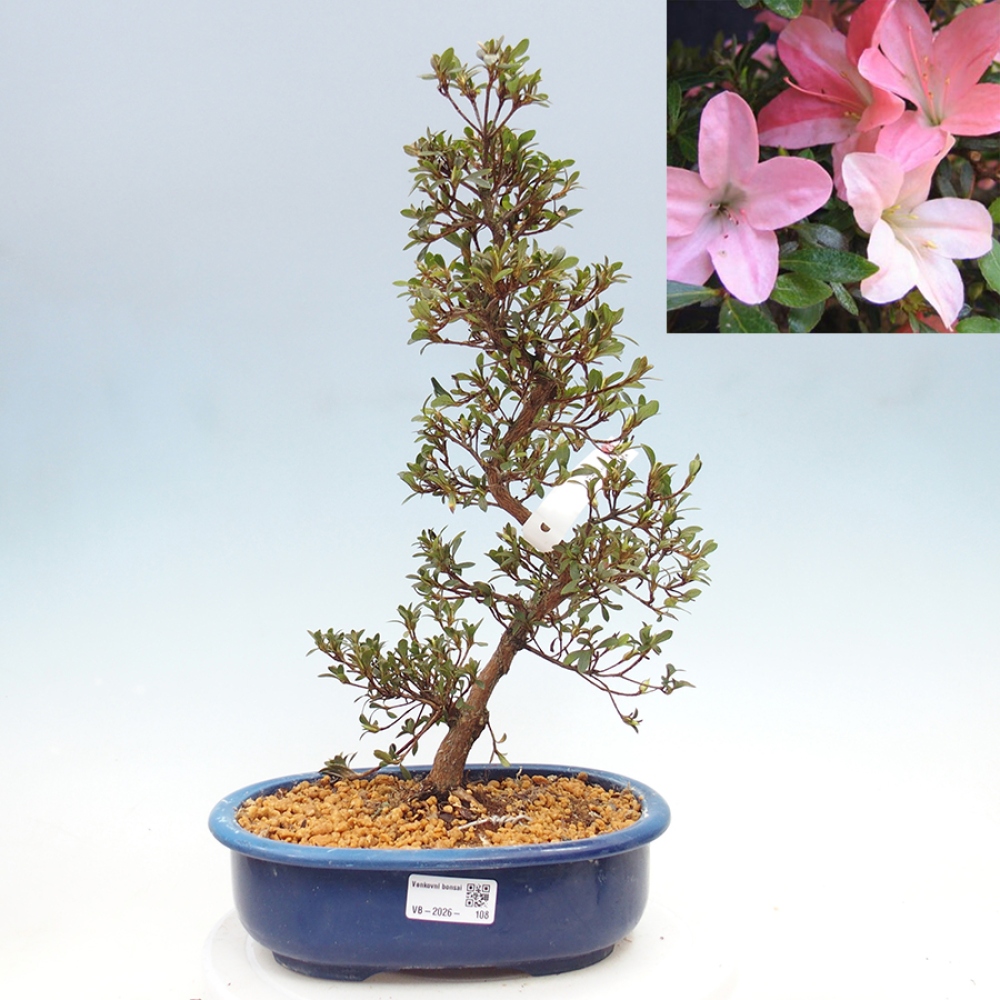 Bonsai voor buiten - Japanse Azalea - Azalea Nikko