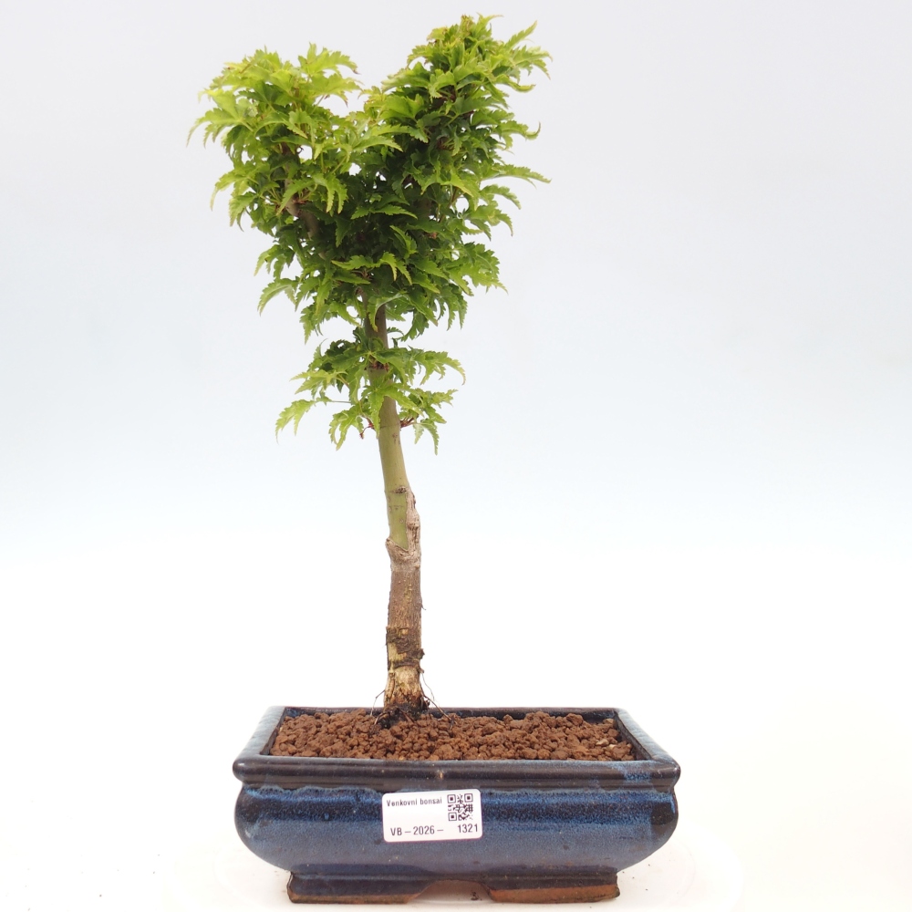 Bonsai voor buiten -Javor palm Acer palmatum Shishigashira