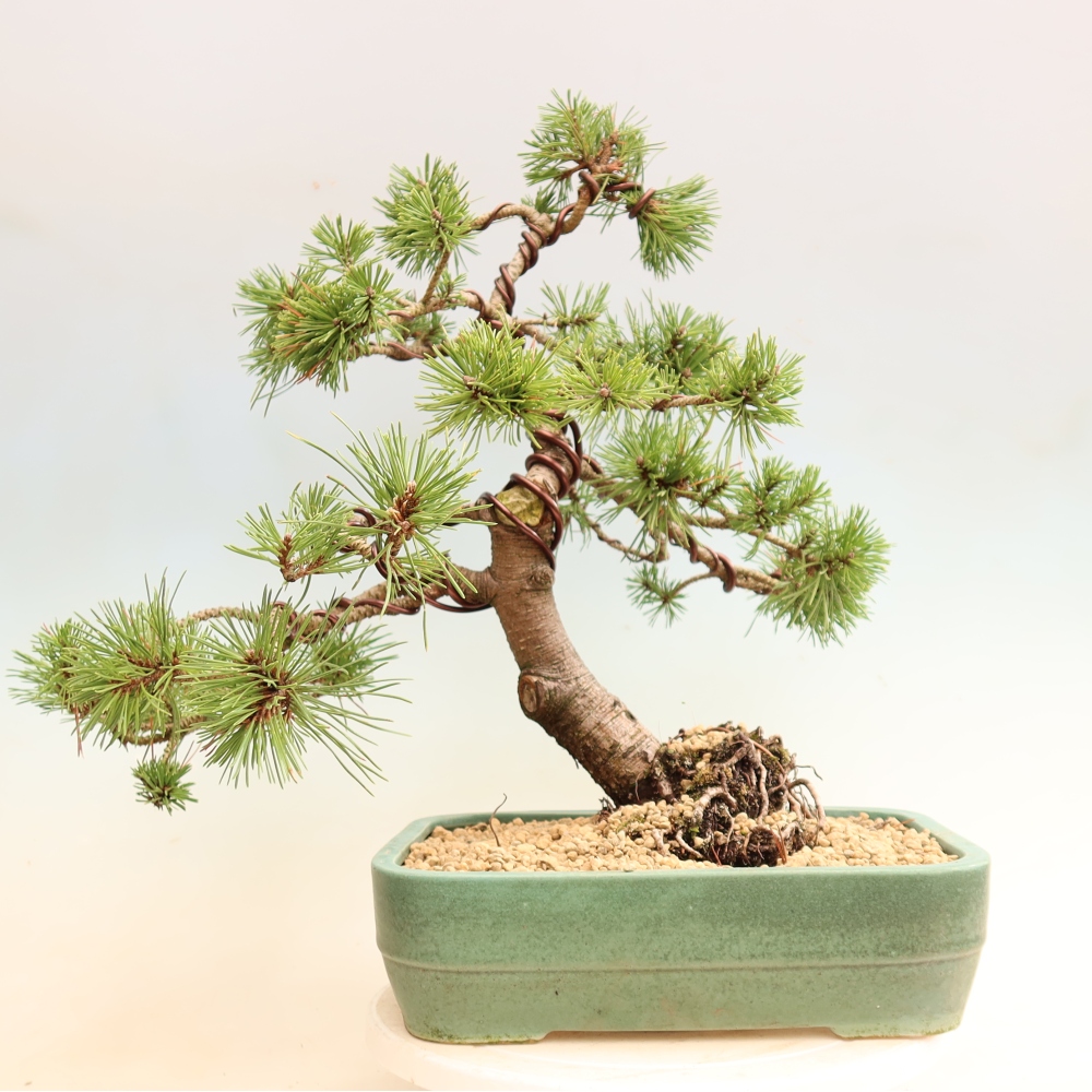 Bonsai voor buiten - Pinus mugo Humpy  - Bergden