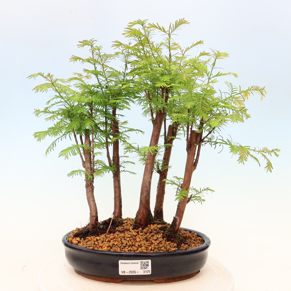 Buitenbonsai - Metasequoia glyptostroboides - Chinese metasequoia - bosje