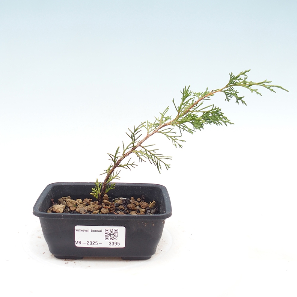 Bonsai voor buiten - Juniperus chinensis Itoigawa