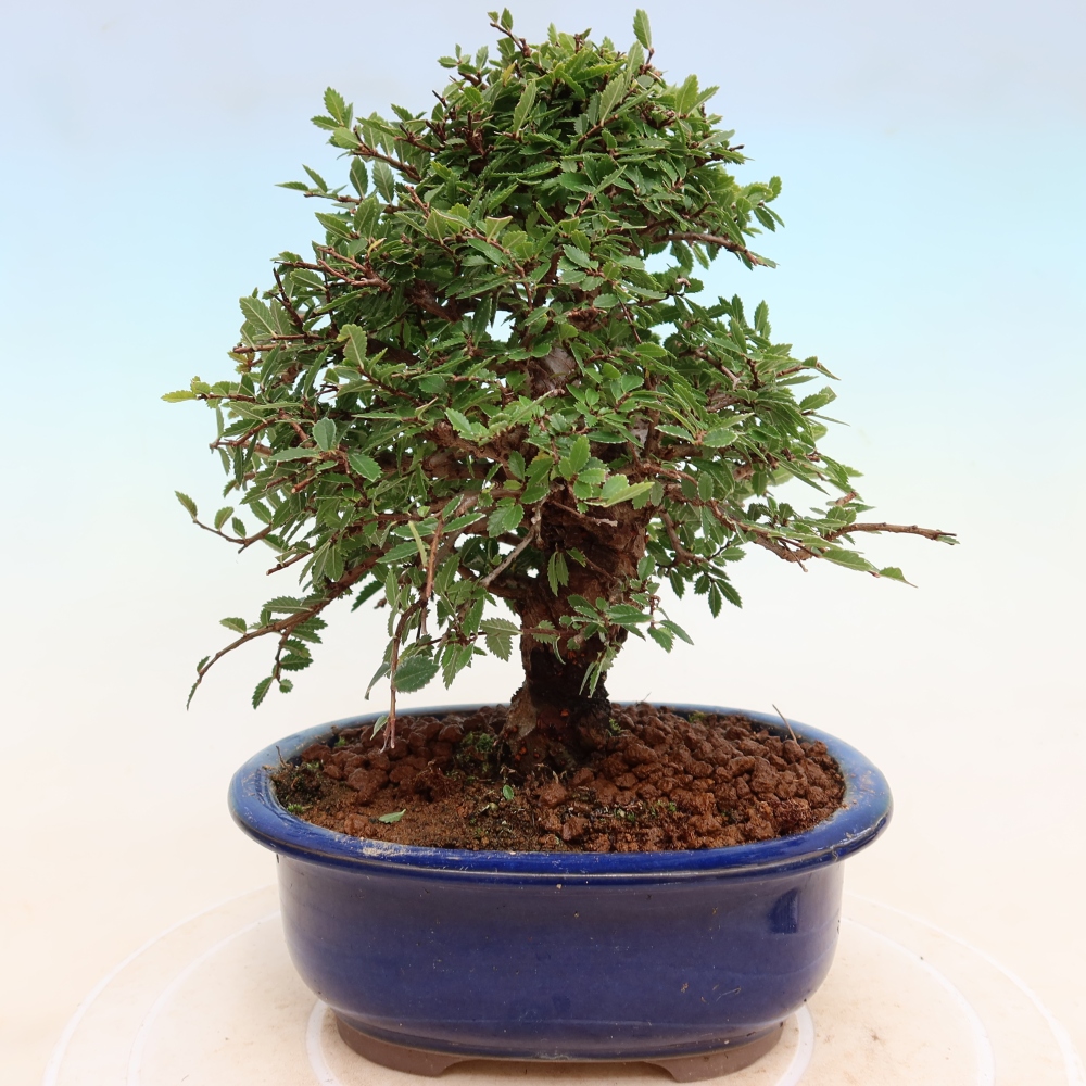 Bonsai voor buiten - Zelkova - Zelkova NIRE