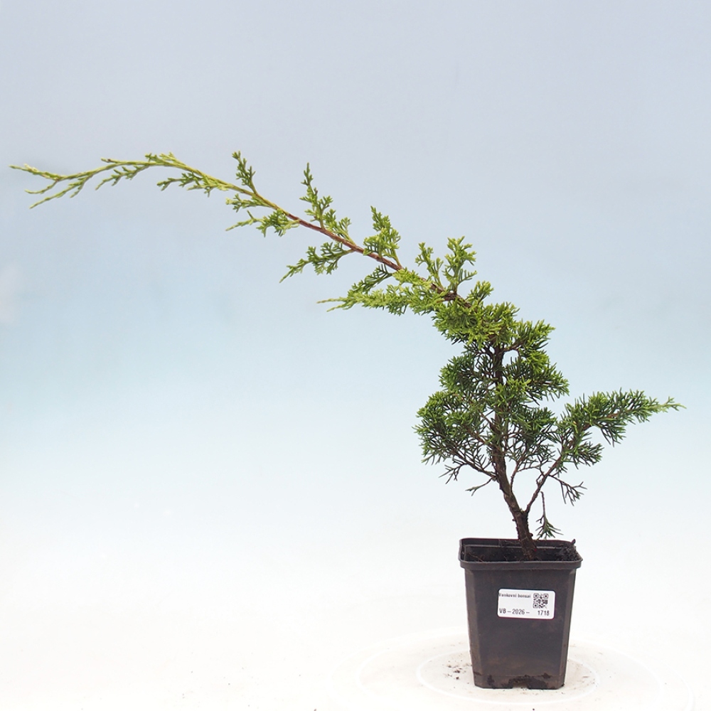 Bonsai voor buiten - Juniperus chinensis Itoigawa
