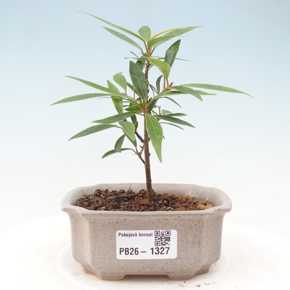 Kamerbonsai - Ficus nerifolia - kleinbladige ficus