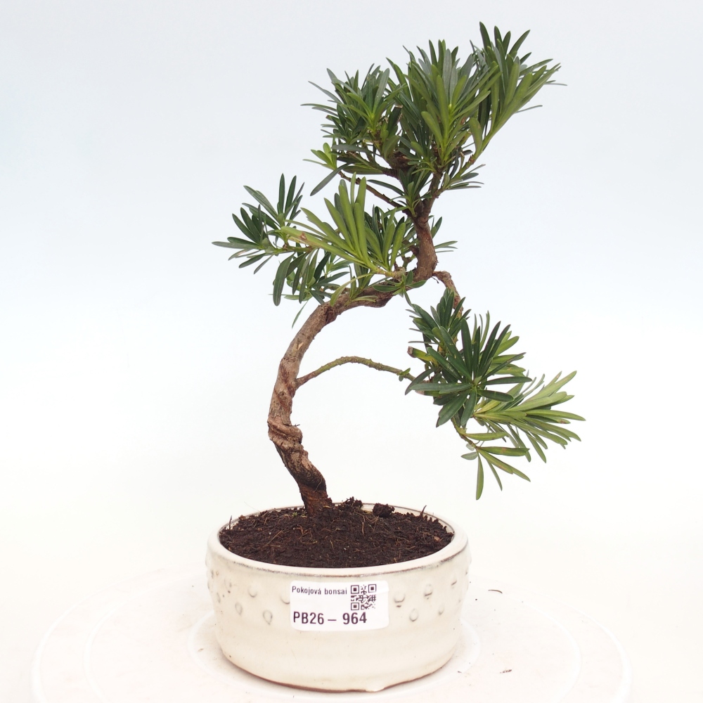 Kamerbonsai - Podocarpus - Taxus