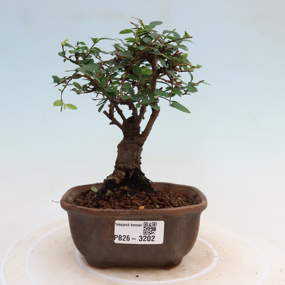 Kamerbonsai - Ulmus parvifolia - Winteriep