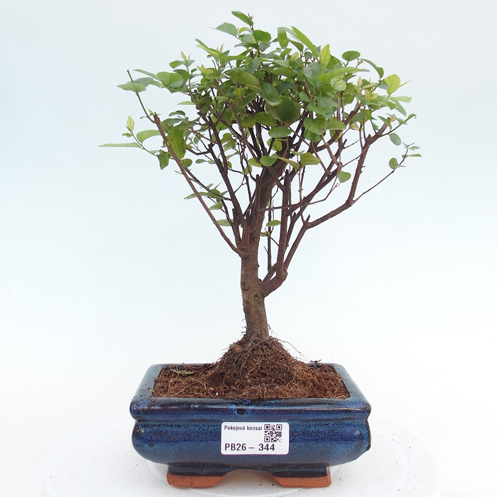 Kamerbonsai - Sageretia thea - Sageretia thea
