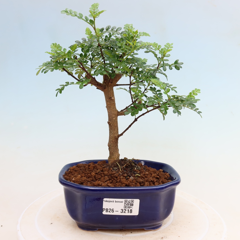 Kamerbonsai - Zantoxylum piperitum - peperboom
