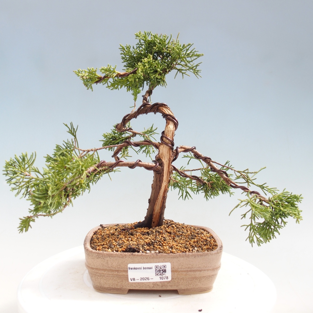 Bonsai voor buiten - Juniperus chinensis Kishu