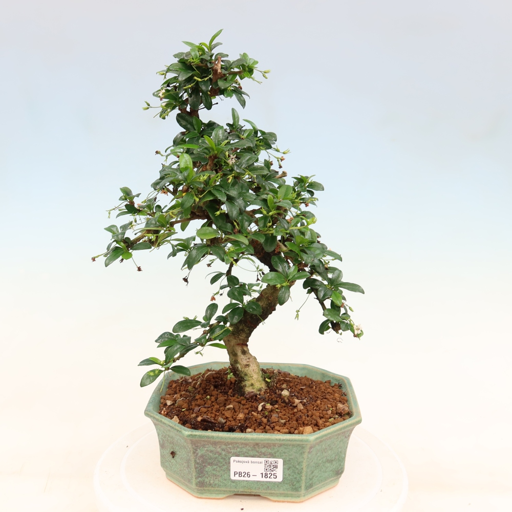 Kamerbonsai - Carmona macrophylla - Thee fuki