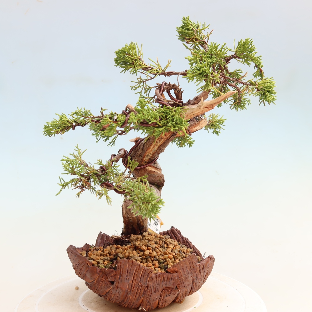 Bonsai voor buiten - Juniperus chinensis Itoigawa-Juniperus chinensis