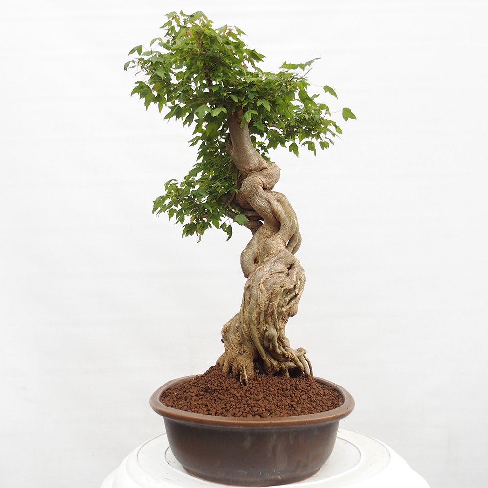 Bonsai voor buiten - Acer Buergerianum - Burgeresdoorn