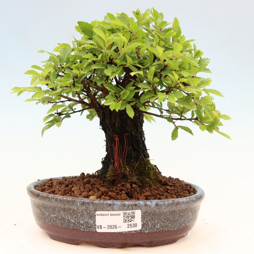 Bonsai voor buiten - Zelkova - Zelkova NIRE