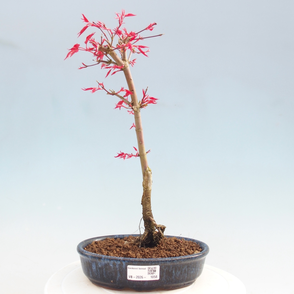 Bonsai voor buiten - Acer palmatum DESHOJO