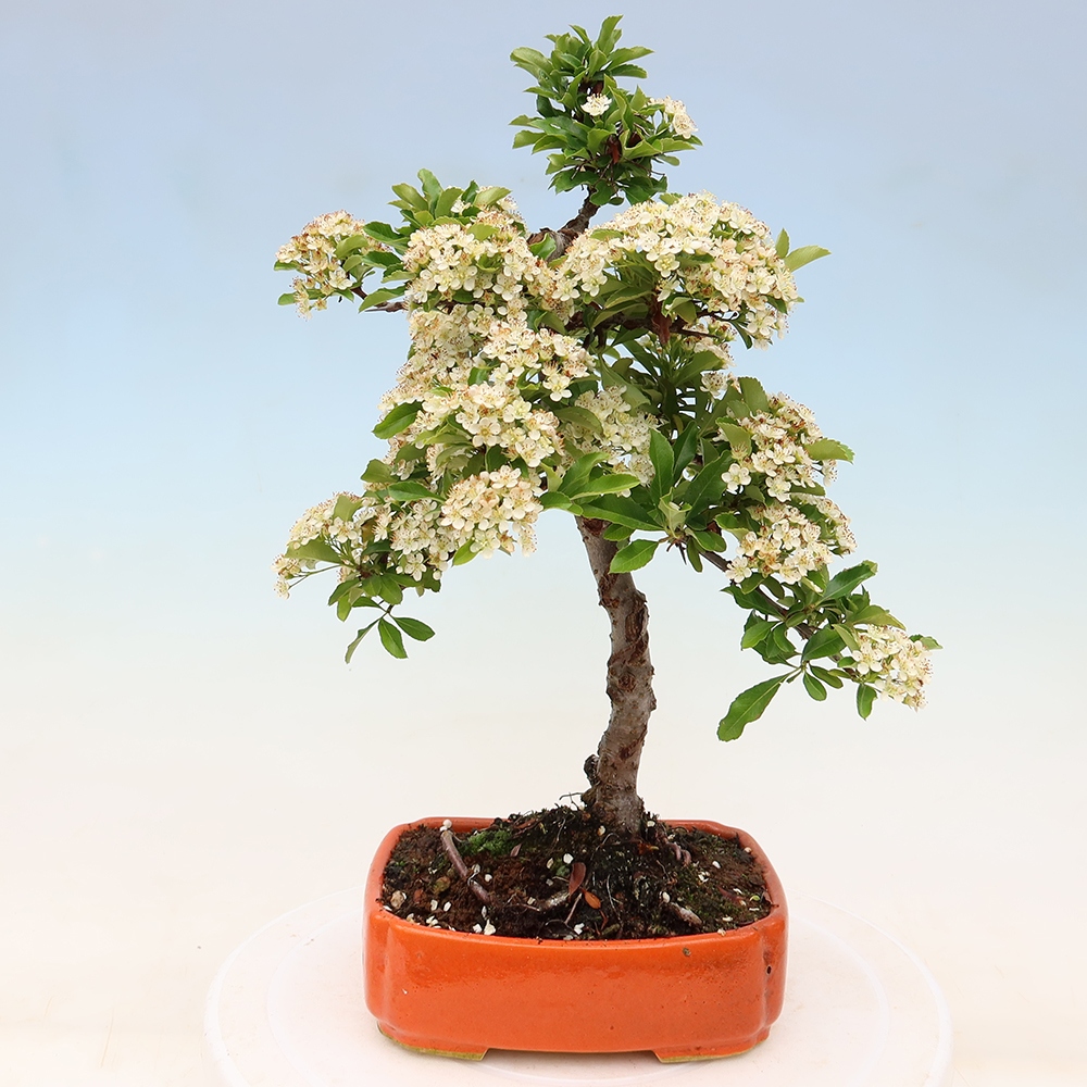 Buitenbonsai - Pyracantha teton - Vuurdoorn