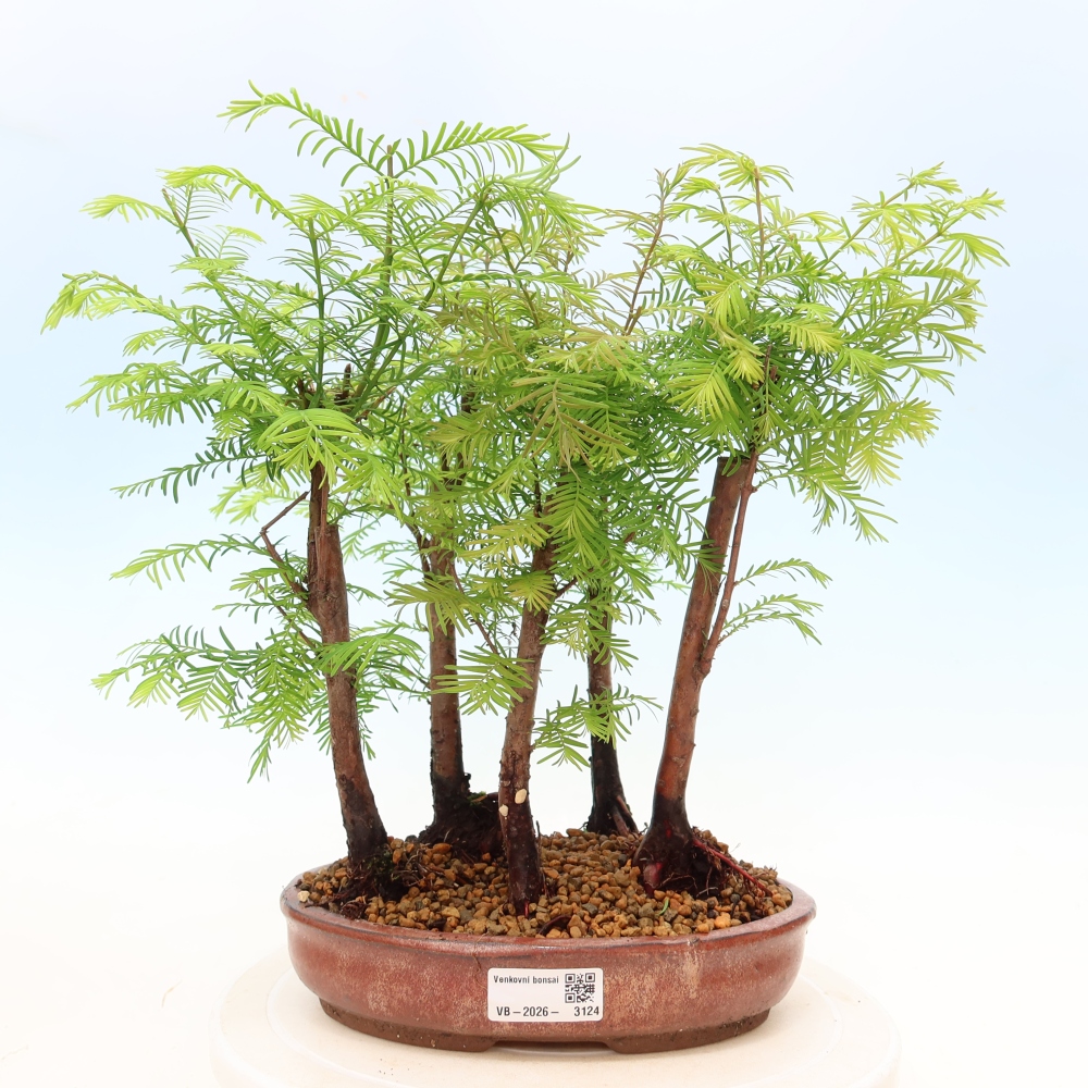 Buitenbonsai - Metasequoia glyptostroboides - Chinese metasequoia - bosje