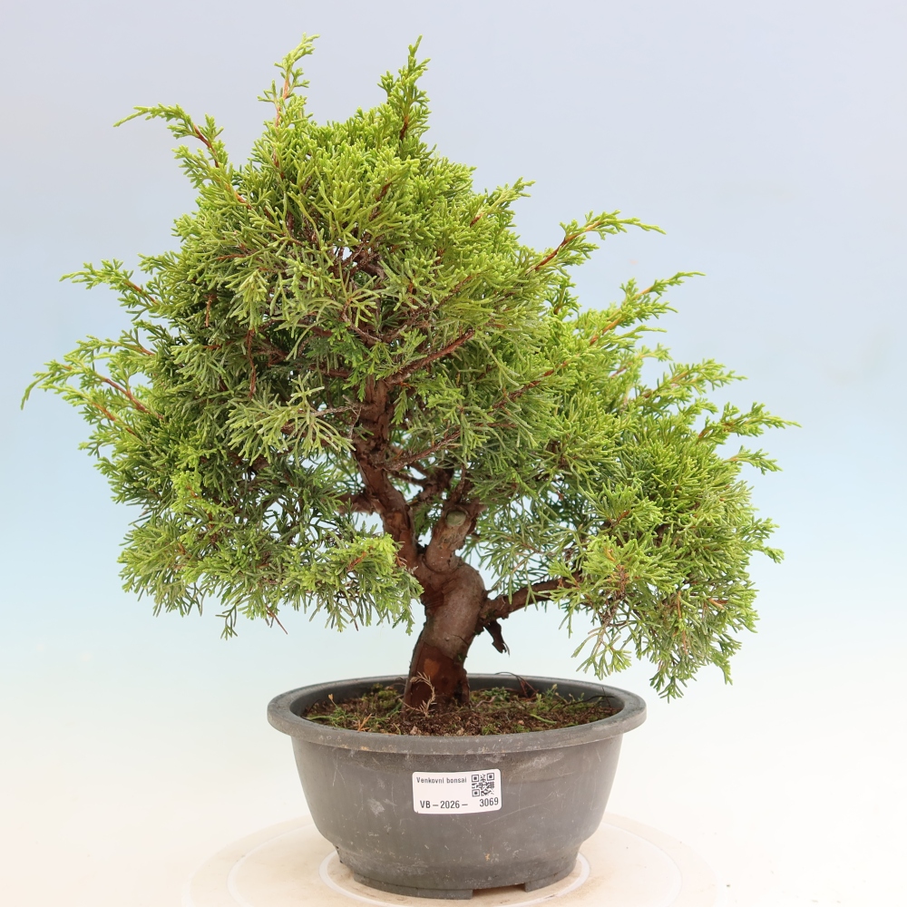 Bonsai voor buiten - Juniperus chinensis Itoigawa-Juniperus chinensis