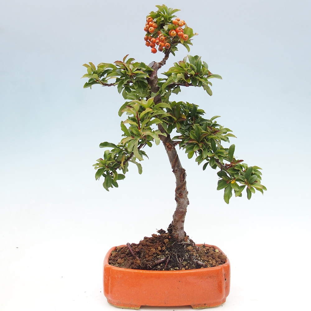 Bonsai-Pyracantha Teton voor buiten -Hlox