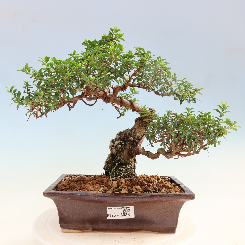 Kamerbonsai - Myrtus communis - Mirte