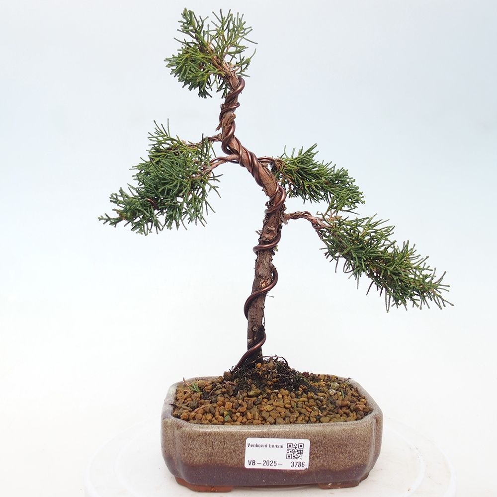 Bonsai voor buiten - Juniperus chinensis Kishu