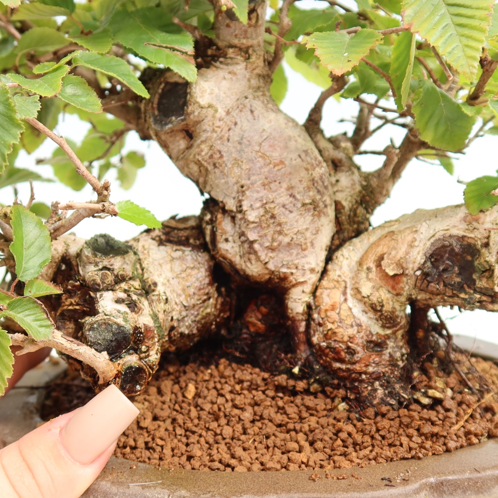 Bonsai voor buiten -Carpinus CARPINOIDES - Koreaanse haagbeuk