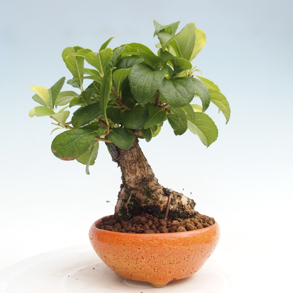 Bonsai voor buiten - Celastrus orbiculatus