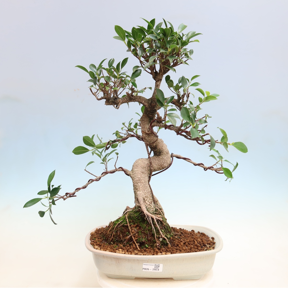 Kamerbonsai - Ficus kimmen - kleinbladige ficus
