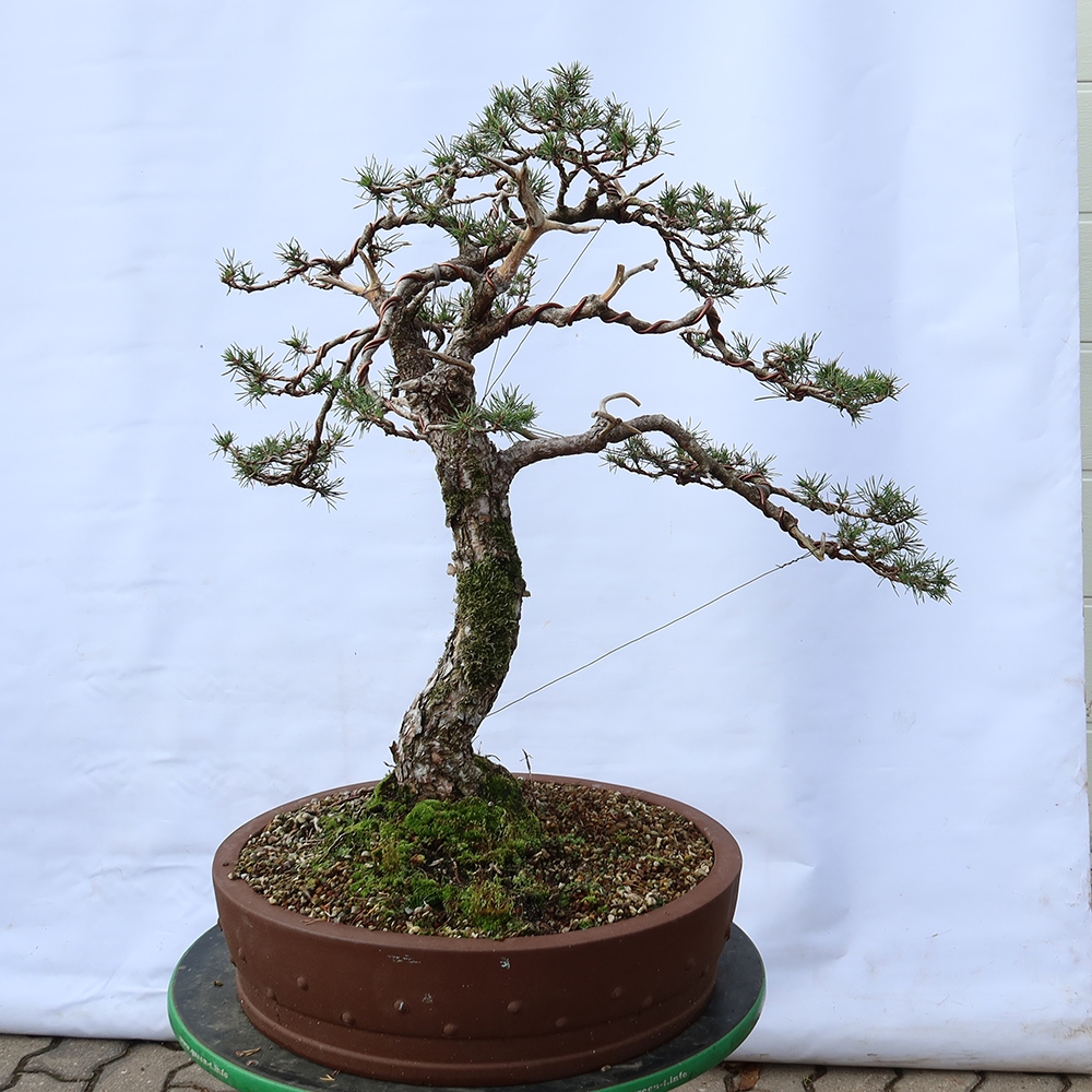 Pinus sylvestris Spanje - grove den
