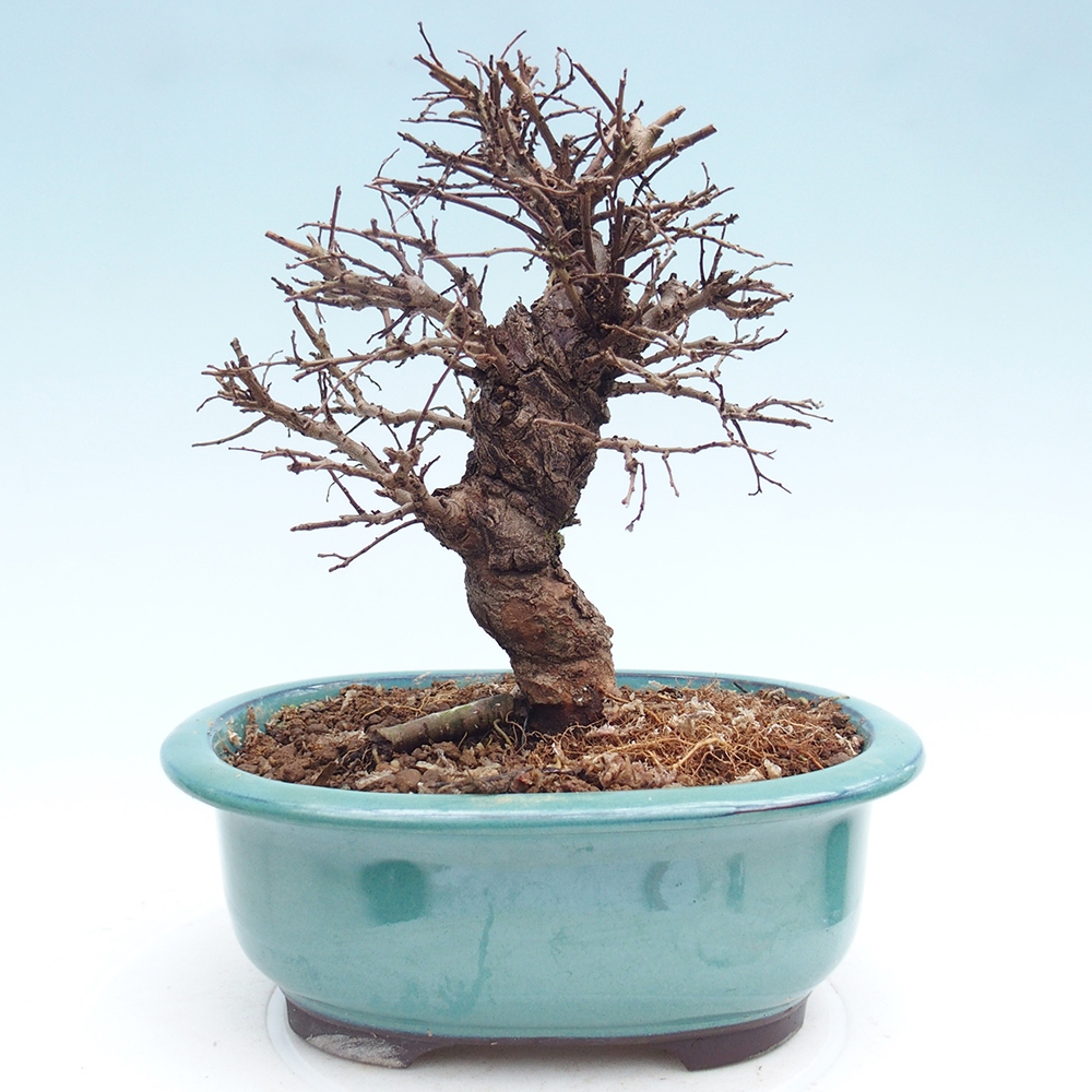 Bonsai voor buiten - Zelkova - Zelkova NIRE