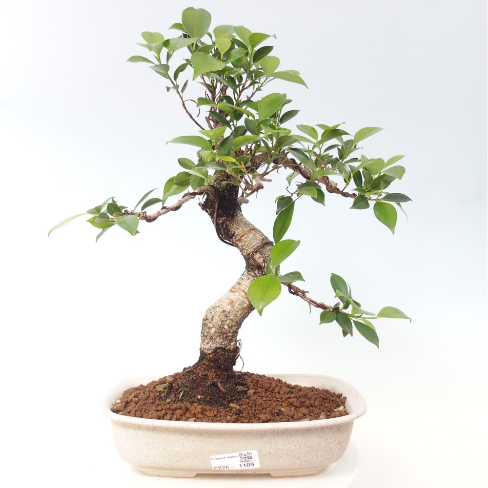 Kamerbonsai - Ficus kimmen - kleinbladige ficus