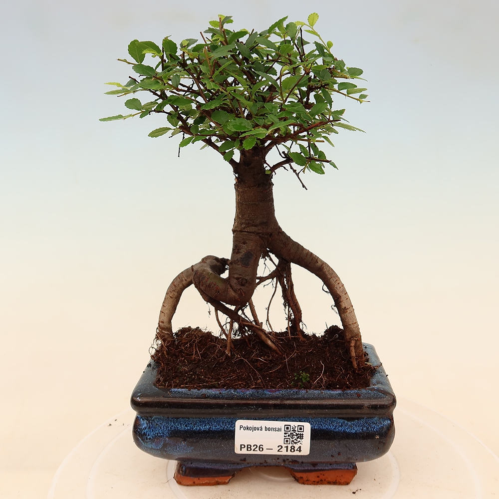 Kamerbonsai - Ulmus parvifolia - Winteriep