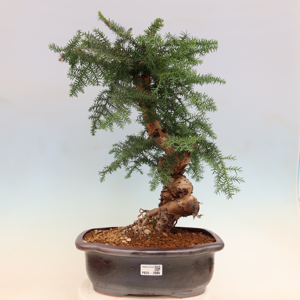 Kamerbonsai - Araucaria - kamer spar