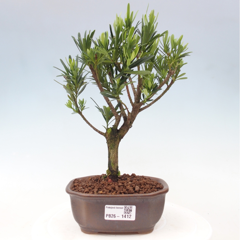 Kamerbonsai - Podocarpus - Taxus