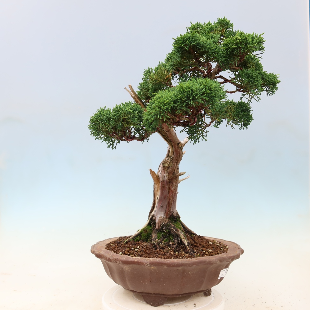 Bonsai voor buiten - Juniperus chinensis Kishu