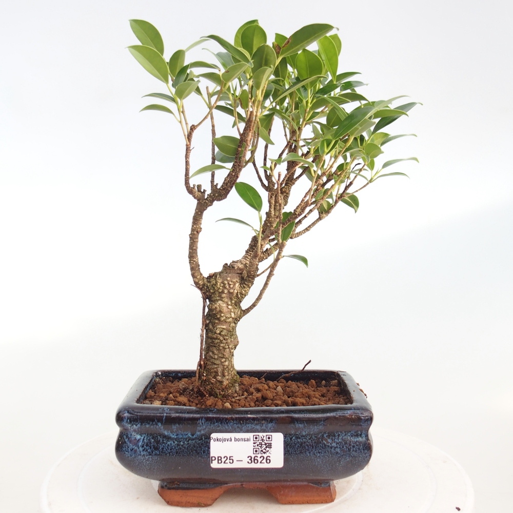 Kamerbonsai - Ficus retusa - kleinbladige ficus