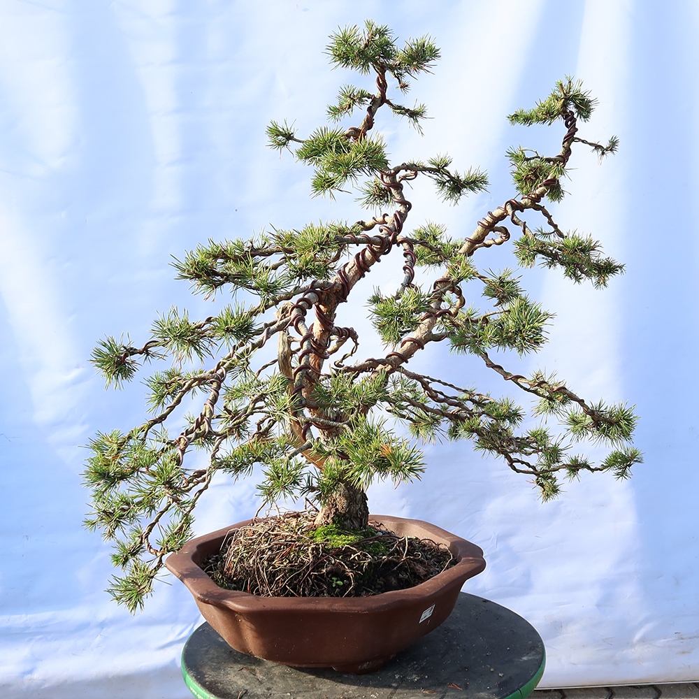Pinus sylvestris Spanje - grove den