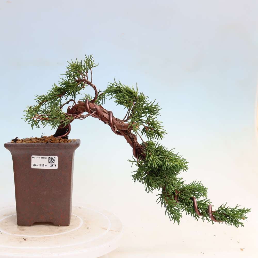 Bonsai voor buiten - Juniperus chinensis Kishu