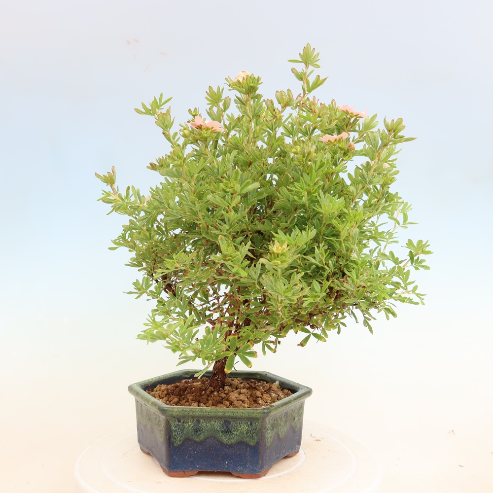 Buitenbonsai – Struikachtige potentilla – Potentilla fruticosa Bellissima
