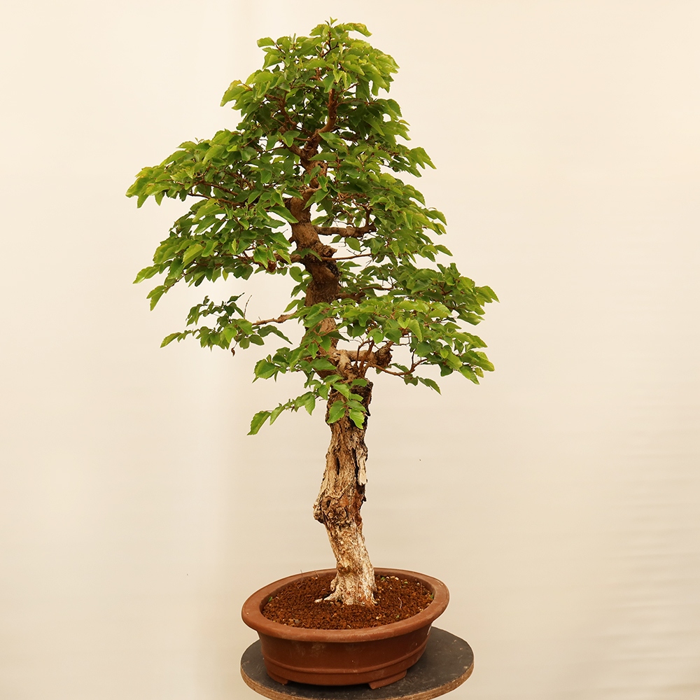 Bonsai voor buiten -Carpinus Coreana - Koreaanse haagbeuk
