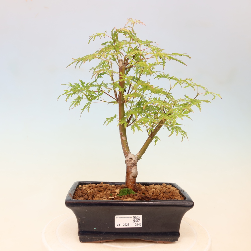 Bonsai voor buiten - Acer palmatum Dissectum
