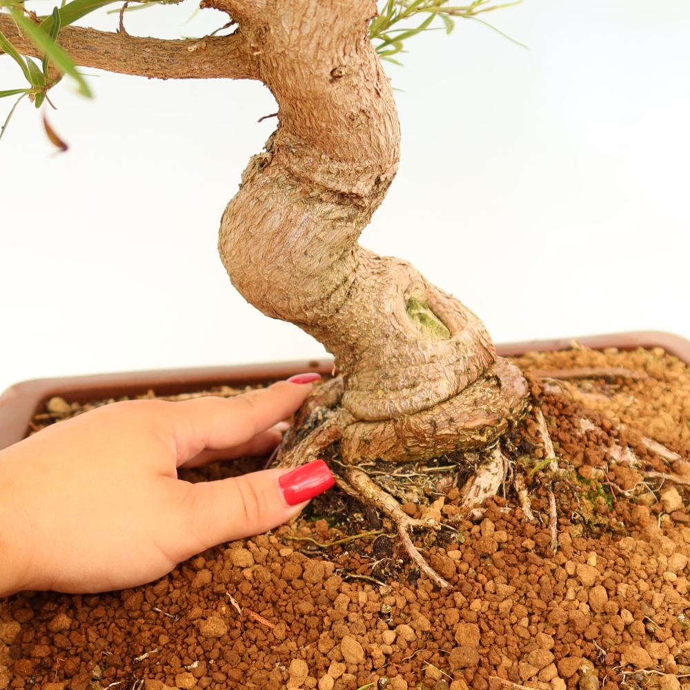 Kamerbonsai - Ficus nerifolia - kleinbladige ficus