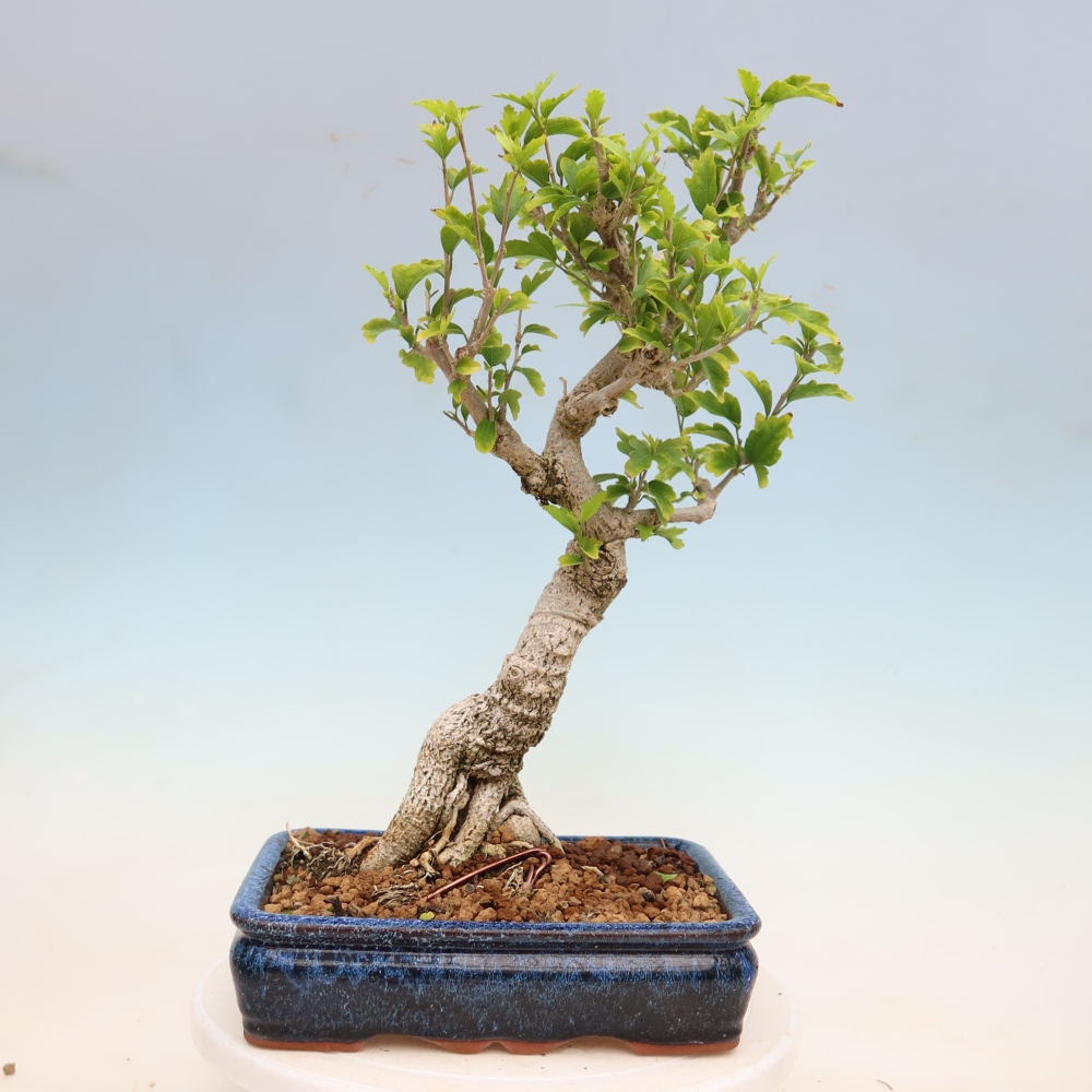 Bonsai voor buiten - Hibiscus syriacus - Syrische hibiscus