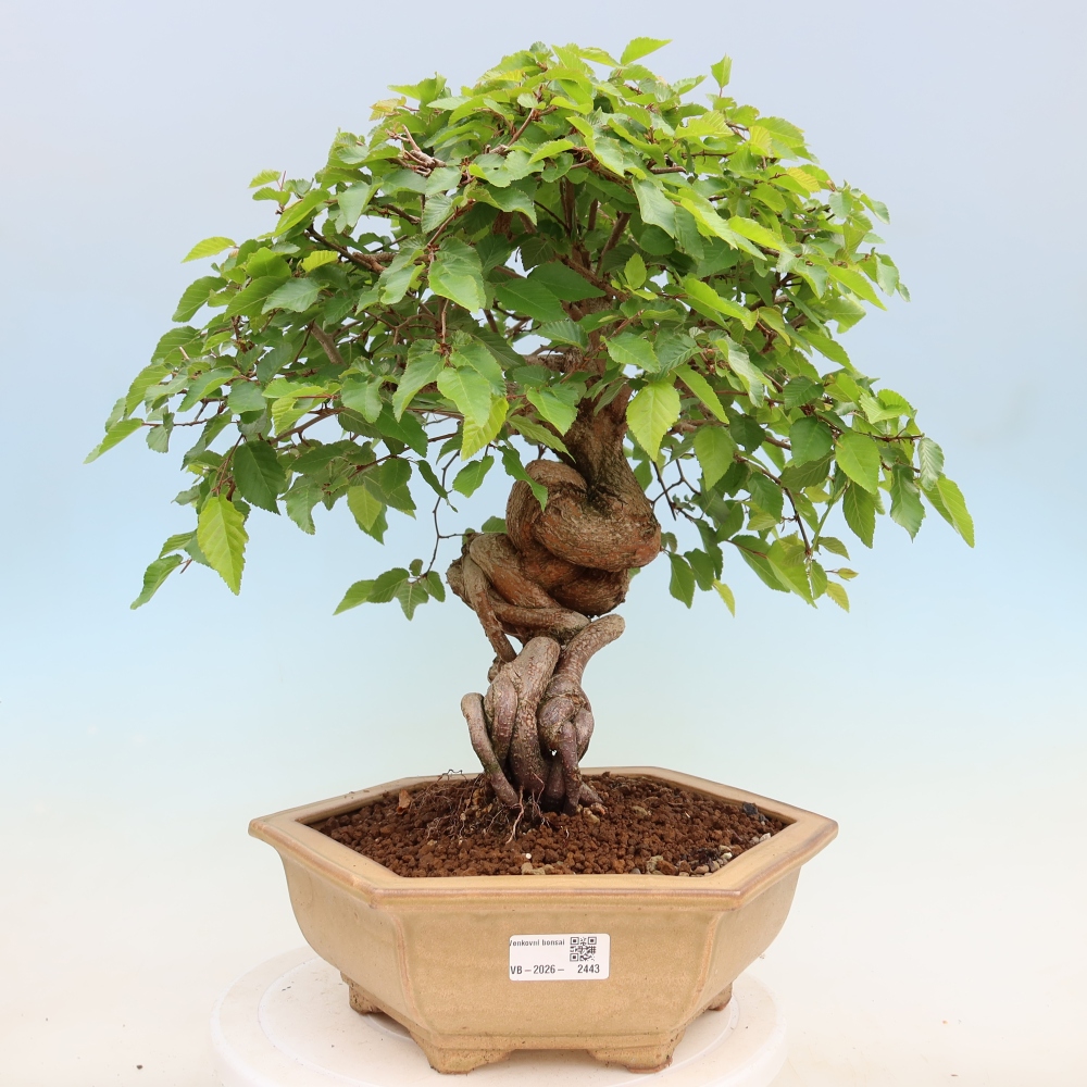 Bonsai voor buiten -Carpinus Coreana - Koreaanse haagbeuk