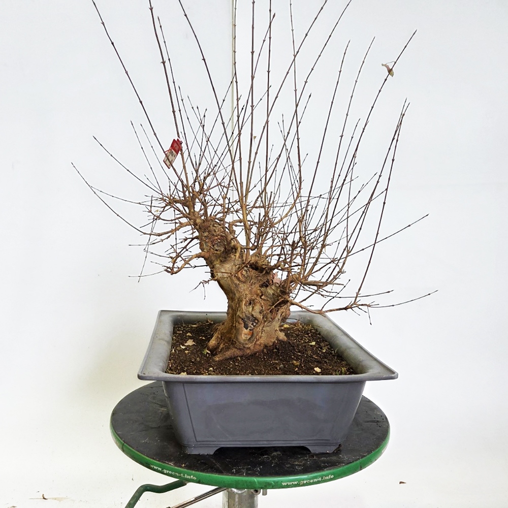 Bonsai esdoorn voor buiten - Acer Burgeriana